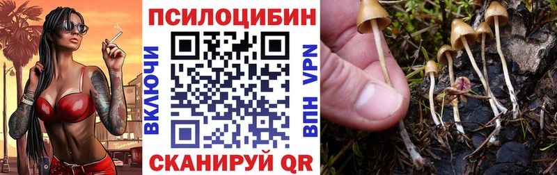 Псилоцибиновые грибы Psilocybe  Кузнецк 
